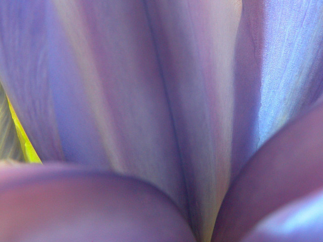 Flower macro blurry depth scatting free wallpaper for desktop - medium preview image