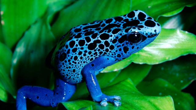 Blue black frog green plant free wallpaper for desktop - medium preview image
