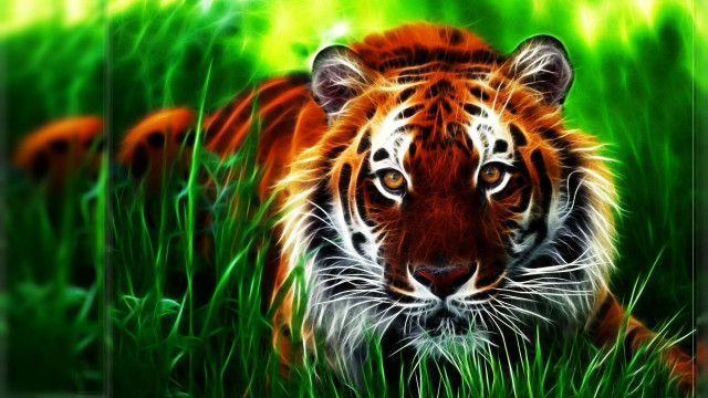 Tiger laying grass looking camera free wallpaper for desktop - medium preview image