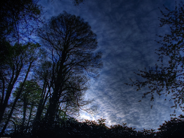 Blue sky clouds trees foreground #12 free wallpaper for desktop - medium preview image