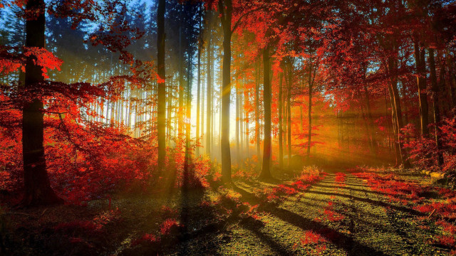 Forest sunlight trees leaves ground #2 free wallpaper for desktop - medium preview image