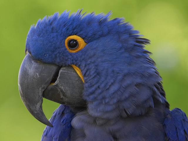 Blue parrot yellow beak green free wallpaper for desktop - medium preview image