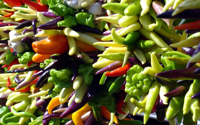 Colored peppers vegetables white bowl free wallpaper for desktop - medium preview image
