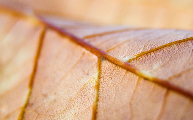 Leaf thin line end macro free wallpaper for desktop - medium preview image