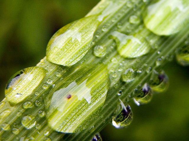 Green plant water drops macro #13 free wallpaper for desktop - medium preview image