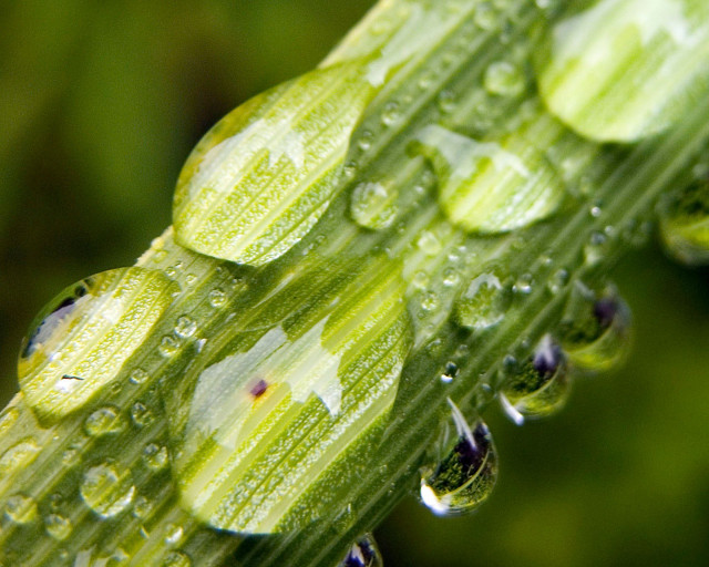 Close up green plant water #2 free wallpaper for desktop - medium preview image
