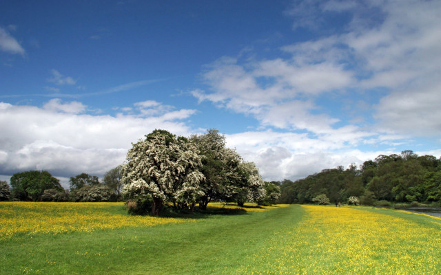 Tree field yellow flowers background free wallpaper for desktop - medium preview image