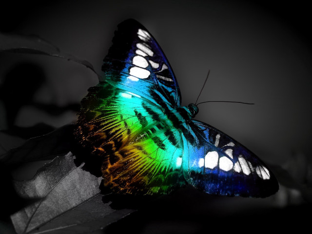 Colorful butterfly leaf dark sky free wallpaper for desktop - medium preview image