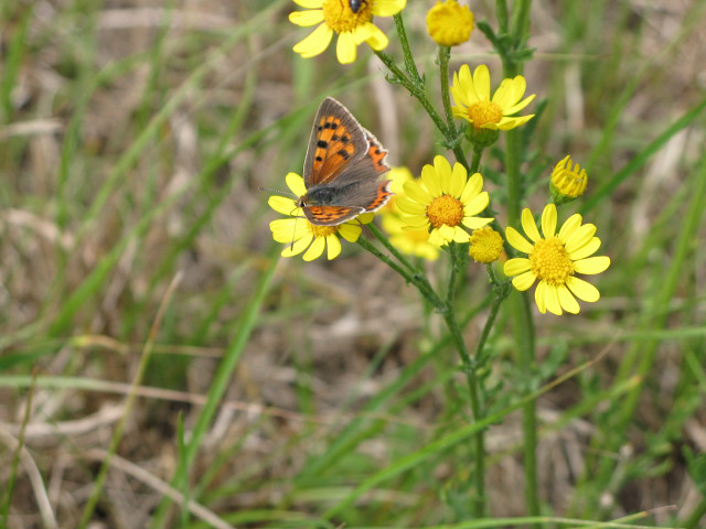Butterfly yellow flower grass background #2 free wallpaper for desktop - medium preview image