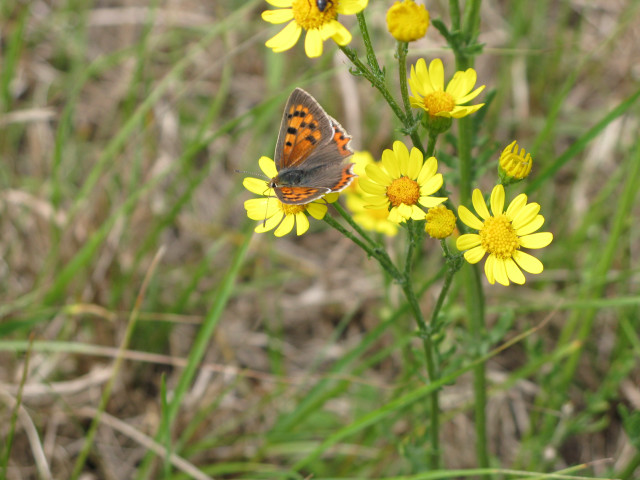 Butterfly yellow flower grass background #4 free wallpaper for desktop - medium preview image