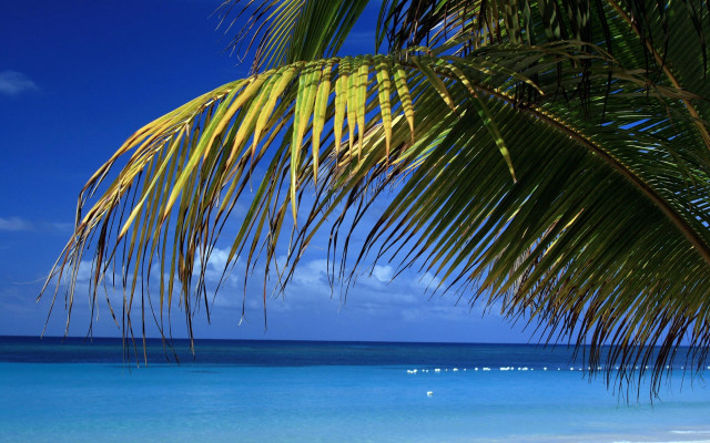 Palm tree beach blue sky #19 free wallpaper for desktop - medium preview image