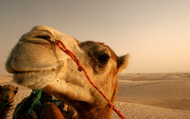 Camel rope desert sanddunes sky #2 free wallpaper for desktop - medium preview image