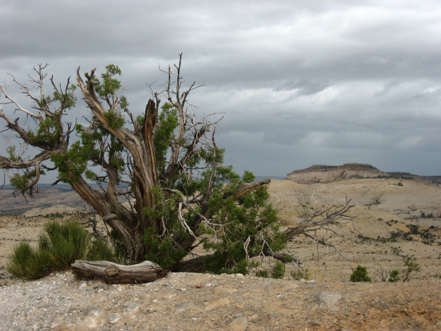 Tree rock desert cloudy sky #4 free wallpaper for desktop - medium preview image