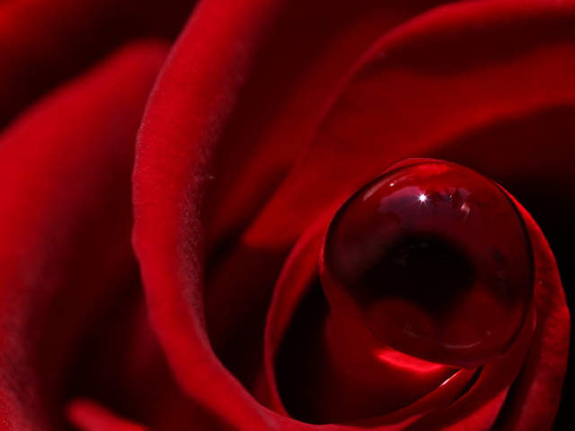 Red rose water drop black #3 free wallpaper for desktop - medium preview image