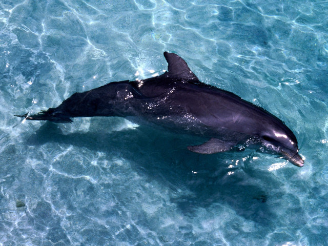Dolphin swimming ocean fish mouth #3 free wallpaper for desktop - medium preview image
