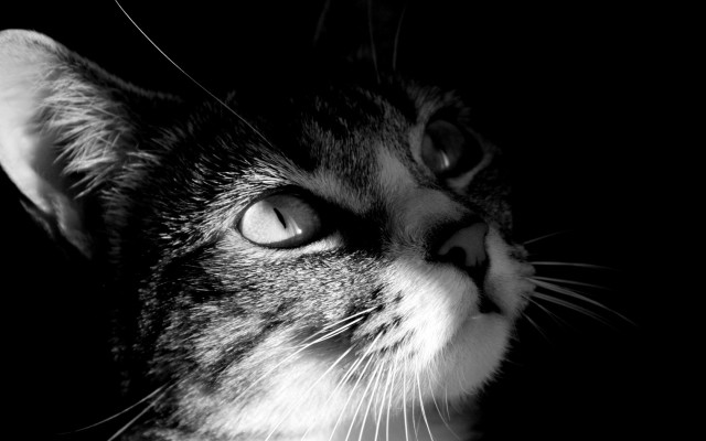 Cat looking up black white #3 free wallpaper for desktop - medium preview image