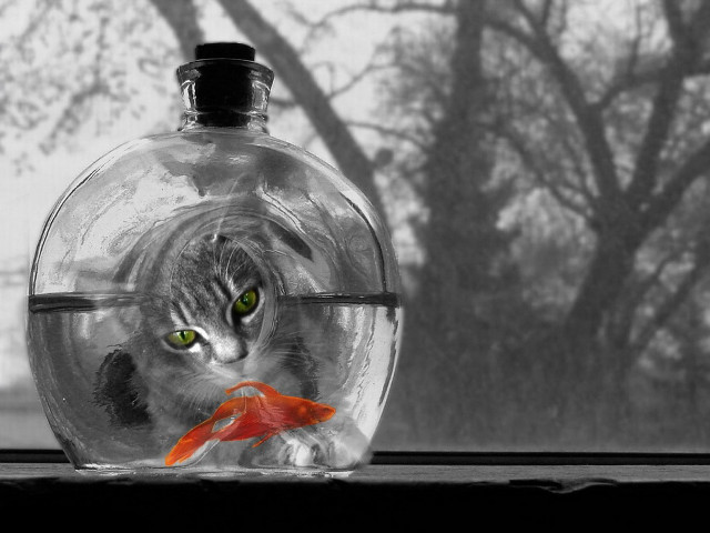 Cat fish glassbowl tree surrealism free wallpaper for desktop - medium preview image