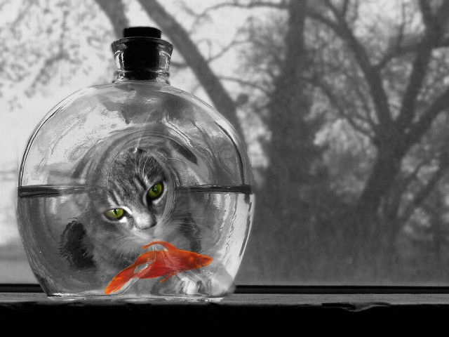 Cat fish glassbowl tree surrealism #2 free wallpaper for desktop - medium preview image