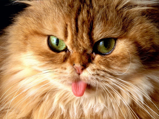 Cat tongue out wide eyes free wallpaper for desktop - medium preview image