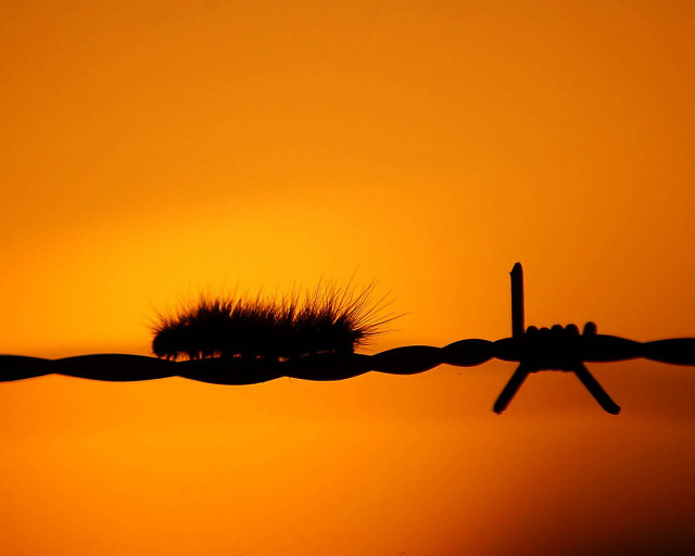 Barbed wire fence plant sunset #2 free wallpaper for desktop - medium preview image