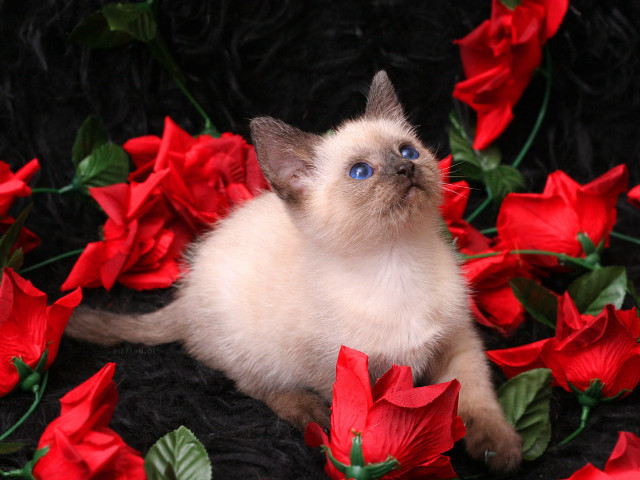 Cat sitting red flowers blue free wallpaper for desktop - medium preview image