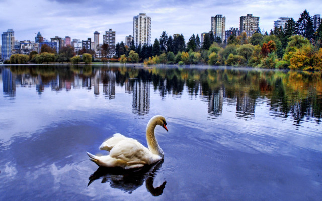 Swan swimming lake city background free wallpaper for desktop - medium preview image