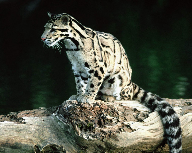 Snow leopard log lake green free wallpaper for desktop - medium preview image