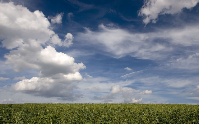 Corn field blue sky clouds free wallpaper for desktop - medium preview image