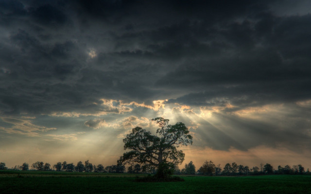 Tree field clouds sun rays #2 free wallpaper for desktop - medium preview image