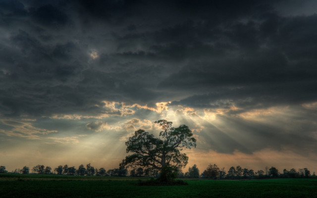 Tree field clouds sun rays #8 free wallpaper for desktop - medium preview image