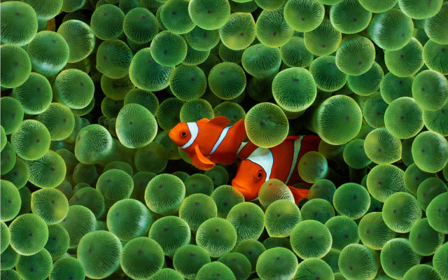 Clown fish green sea anemones #3 free wallpaper for desktop - medium preview image