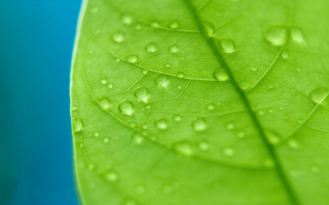 Green leaf water drops closeup free wallpaper for desktop - medium preview image