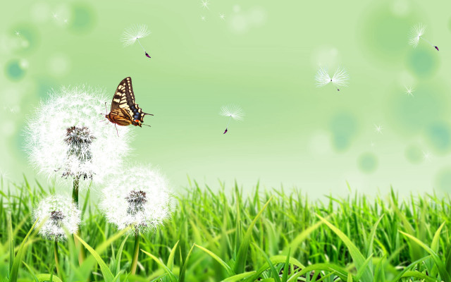Butterfly dandelion field grass blue free wallpaper for desktop - medium preview image