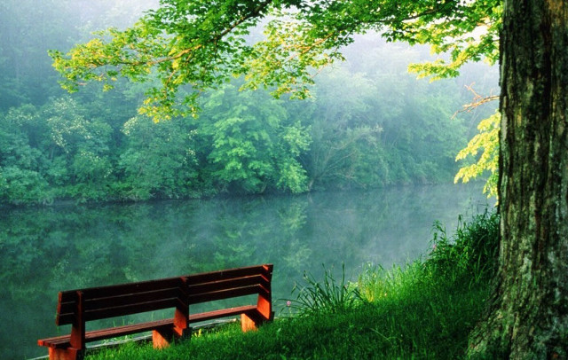 Bench tree lake forest foggy free wallpaper for desktop - medium preview image