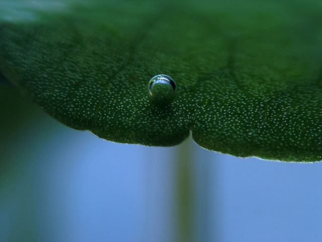 Water drop green leaf blue free wallpaper for desktop - medium preview image