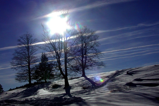 Sunny snowy landscape trees blue free wallpaper for desktop - medium preview image