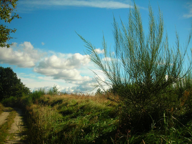 Grassy field dirt road trees #2 free wallpaper for desktop - medium preview image