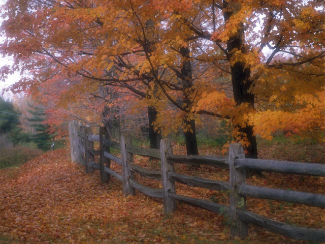 Wooden fence fall leaves trees #4 free wallpaper for desktop - medium preview image