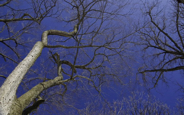 Bare tree no leaves winter #3 free wallpaper for desktop - medium preview image