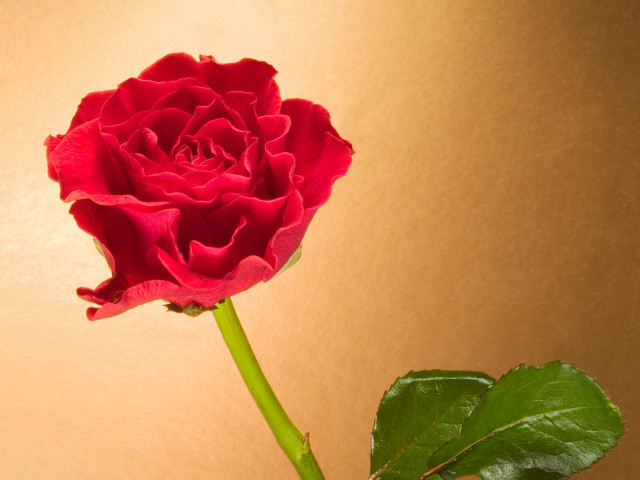 Red rose vase table light #2 free wallpaper for desktop - medium preview image