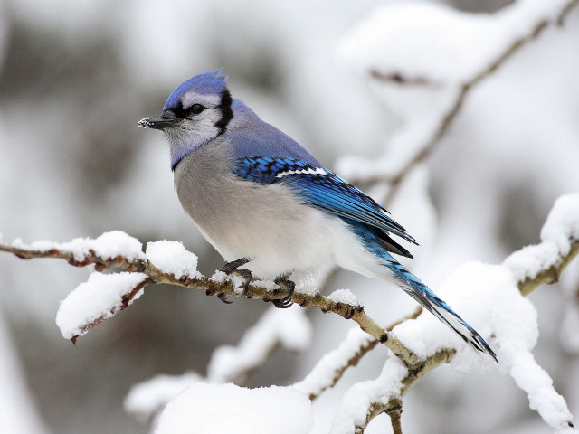 Blue jay perched branch snow free wallpaper for desktop - medium preview image