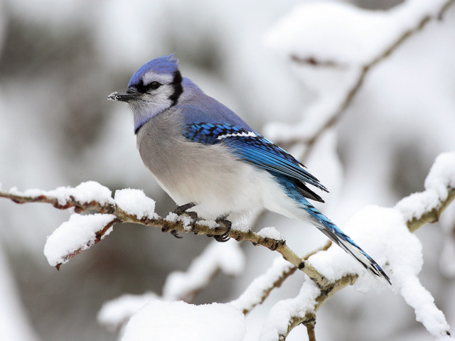 Blue jay perched branch snow #4 free wallpaper for desktop - medium preview image
