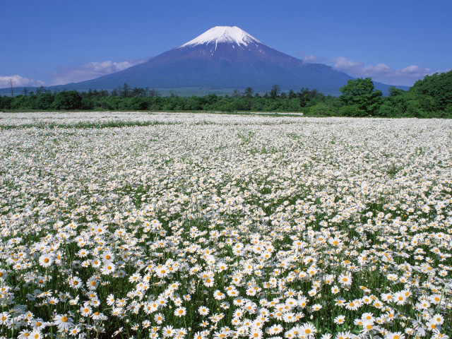 Daisy field mountain blue sky free wallpaper for desktop - medium preview image