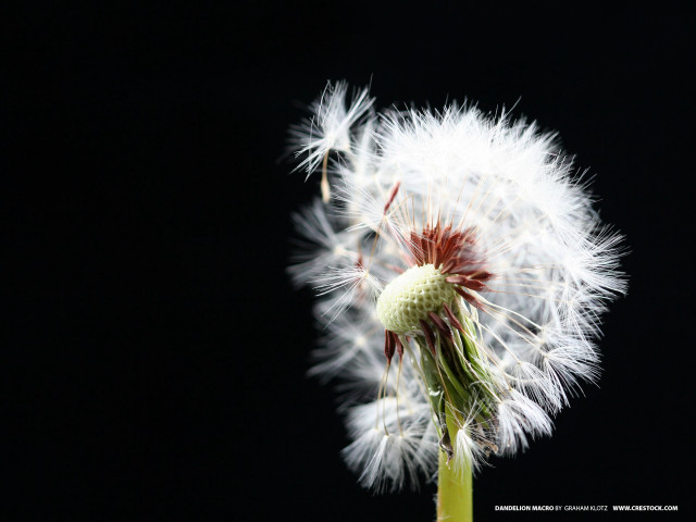 Dandelion white flowers black background #4 free wallpaper for desktop - medium preview image