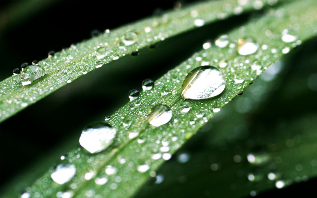 Green leaf water drops bokeh #3 free wallpaper for desktop - medium preview image