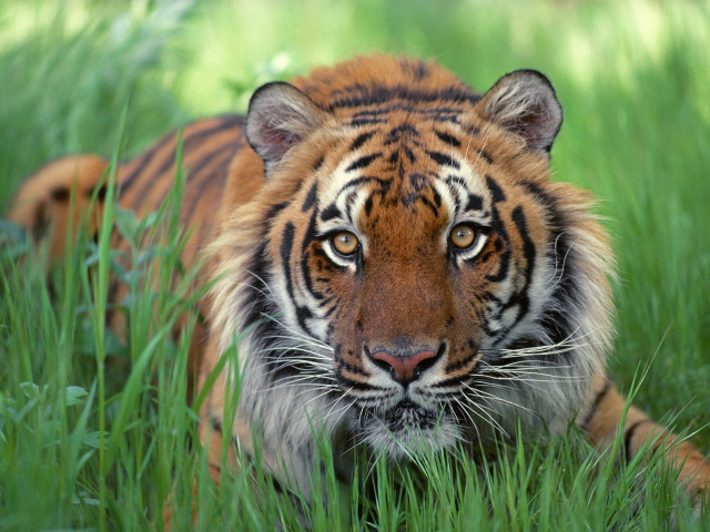 Tiger laying tall grass looking free wallpaper for desktop - medium preview image