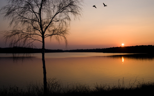 Tree silhouette sunset lake birds #4 free wallpaper for desktop - medium preview image