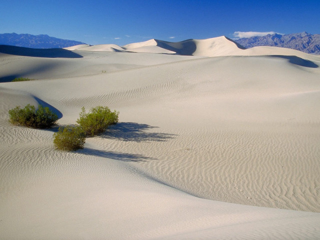 Lone plant desert landscape mountains #2 free wallpaper for desktop - medium preview image