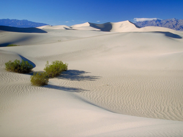 Lone plant desert mountains blue free wallpaper for desktop - medium preview image