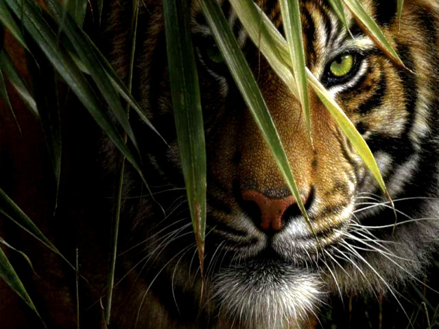 Tiger hiding tall grass serious free wallpaper for desktop - medium preview image